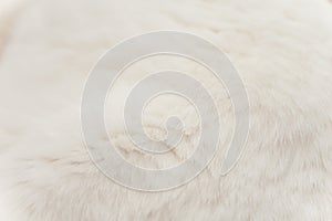 White Cat Fur