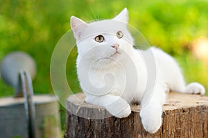 White cat in the garden