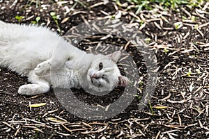 White cat in a garden
