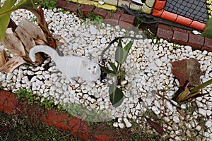 White cat garden