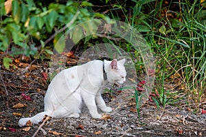 White cat in garden. Sad mood or pet disease concept