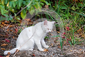 White cat in garden. Sad mood or pet disease concept