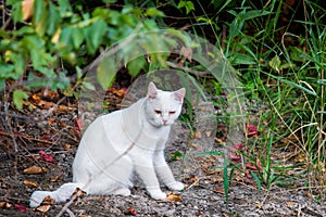 White cat in garden. Sad mood or pet disease concept