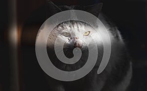 An white cat gets ready to attack