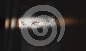 An white cat gets ready to attack