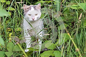 White cat glaring st the camera from the midst of a forestland photo