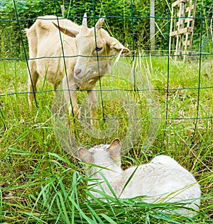White cat and goat
