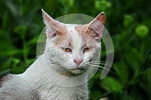 Portrait of a displeased white cat in the grass