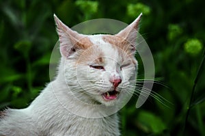 Portrait of a yawning white cat in the grass