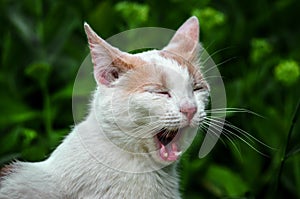 Portrait of a yawning white cat in the grass