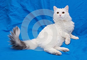 White cat with gray tail and yellow eyes