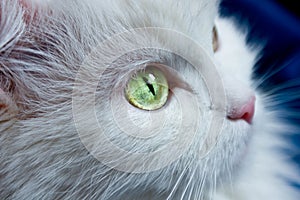 White cat with green eyes.