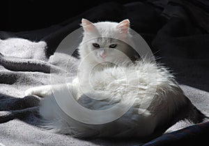 White Cat on Grey Blanket