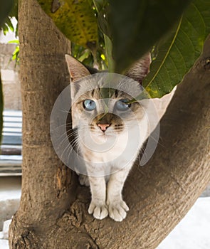 Curious white cat on top of a mango tree