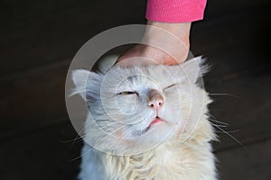 White cat with a hand on his head