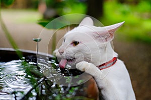 A white cat hanging sink. kitten thirsty and lick a water. adorable pet.