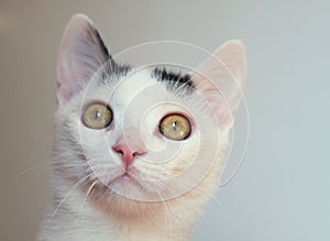 White cat head portrait on white background