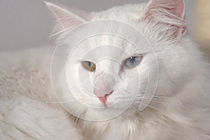 White cat with heterochromia