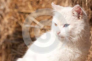 White cat with heterochromia photo