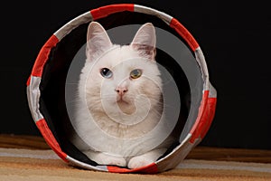 White cat with heterochromia iridum is lying in the cat tunnel and looking at the camera