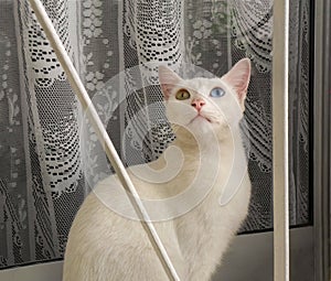 White cat with heterochromia sitting on a windowsill looking up. An eye is blue, the other yellow