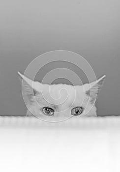 White cat hiding. photo