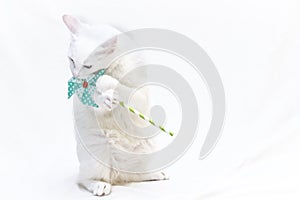 white cat holding a pinwheel