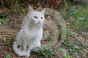 White cat with hypnotizing eyes