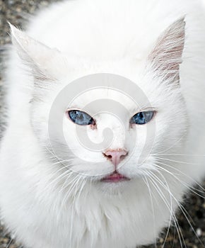 White cat with intense blue eyes portrait