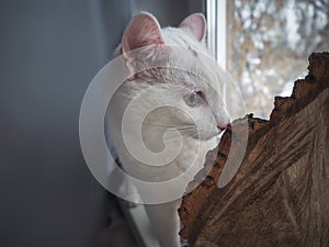 White cat with interest looks at the photophone from sawn wood