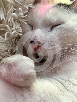 White Cat with kind Smile photo