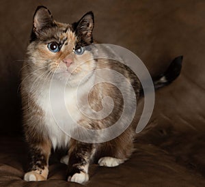 White cat kitten with blue eyes portrait