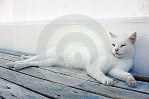 White cat laying down