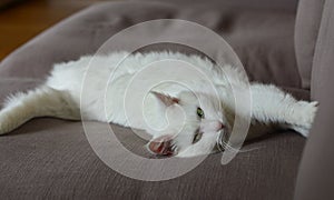 White cat laying on sofa
