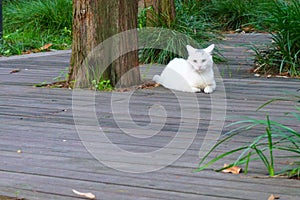 A white cat is laying beside a tree