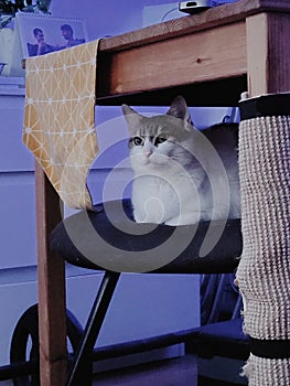 White cat lays down on the chair, pet, mamal, animal photo