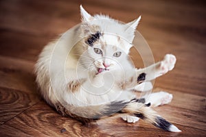 White cat lick his paw