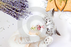 White cat licks grass holding in paws an eco wooden fork
