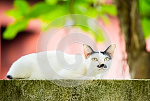White cat lie down on fence