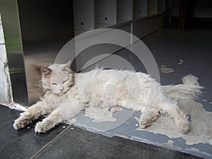 White cat lie down