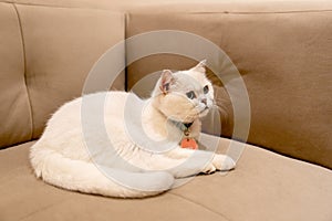 White cat lie down on sofa and look to front or right direction and stay in the house
