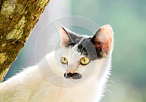 White cat lie down on tree