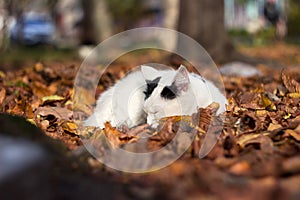 A white cat lies on the background of autumn leaves and basks in the sun. Autumn concept