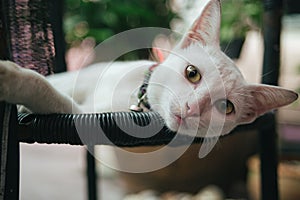A white cat lies on a black wicker chair, facing the camera. photo