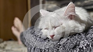 White cat lies on the man lap color