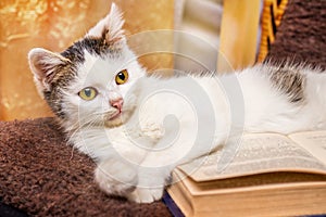 The white cat lies near the disclose book. Reading your favorite book_
