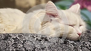 White cat lies on the owner`s lap color