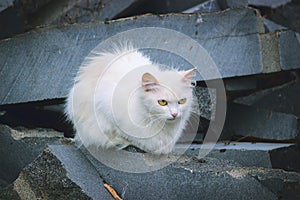White cat lies on the stones