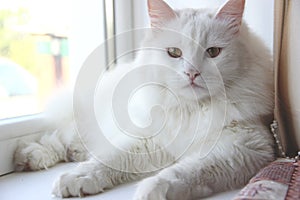 white cat lies on the window sill. Snow-white cat