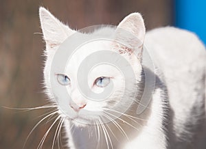 White cat with light blue eyes